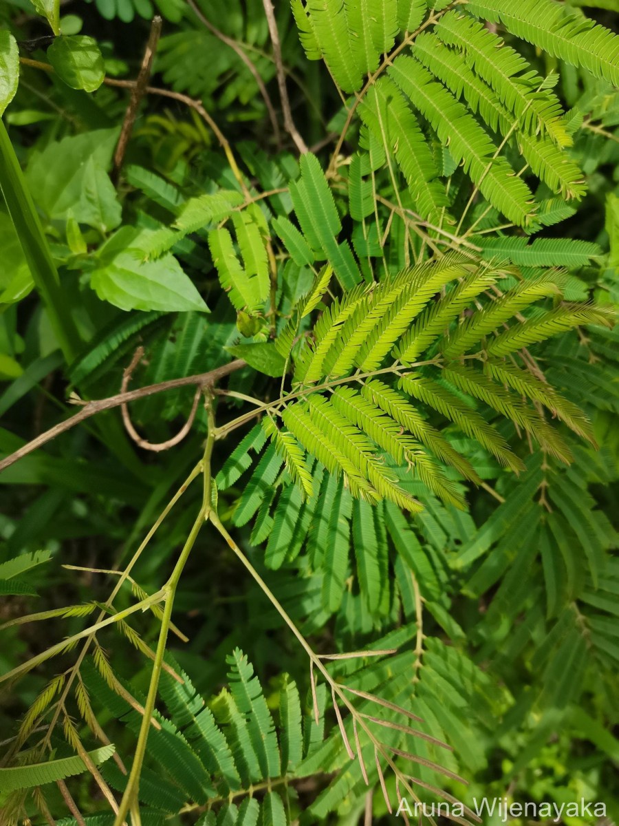 Senegalia lankaensis (Kosterm.) Ragup., Seigler, Ebinger & Maslin